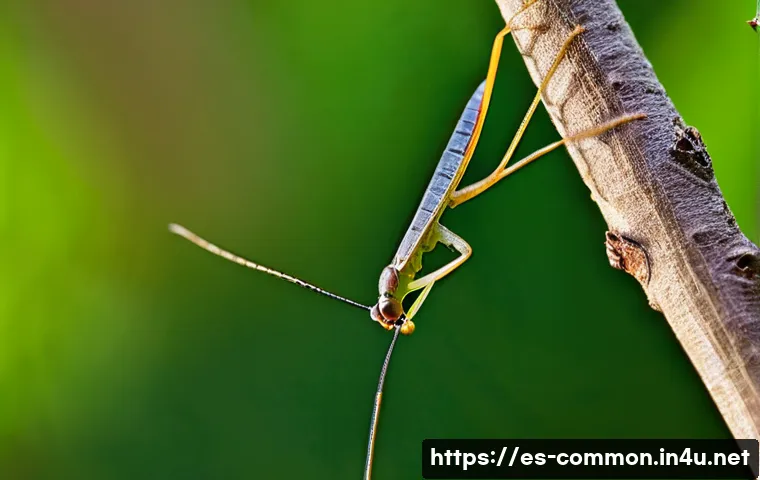 동물 상식 - A detailed close-up of a stick insect camouflaged perfectly against a dry brown branch in a lush for...